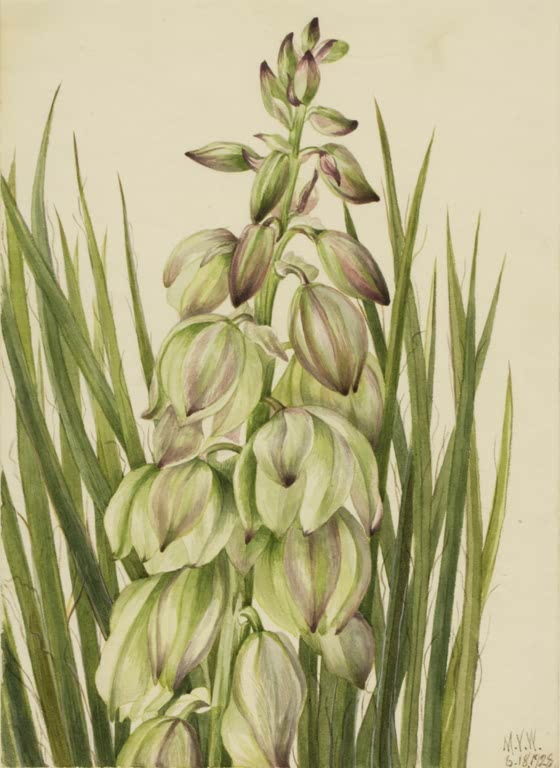 Mary Vaux Walcott Bailey-Yucca Kunstkopie, cremegrüne Yuccablüten mit purpurnen Streifen zwischen langen schmalen Blättern