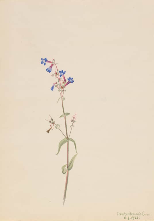 Mary Vaux Walcott Bartfaden Kunstkopie, schlanker Stängel mit kleinen blauen Röhrenblüten und wenigen grünen Blättern
