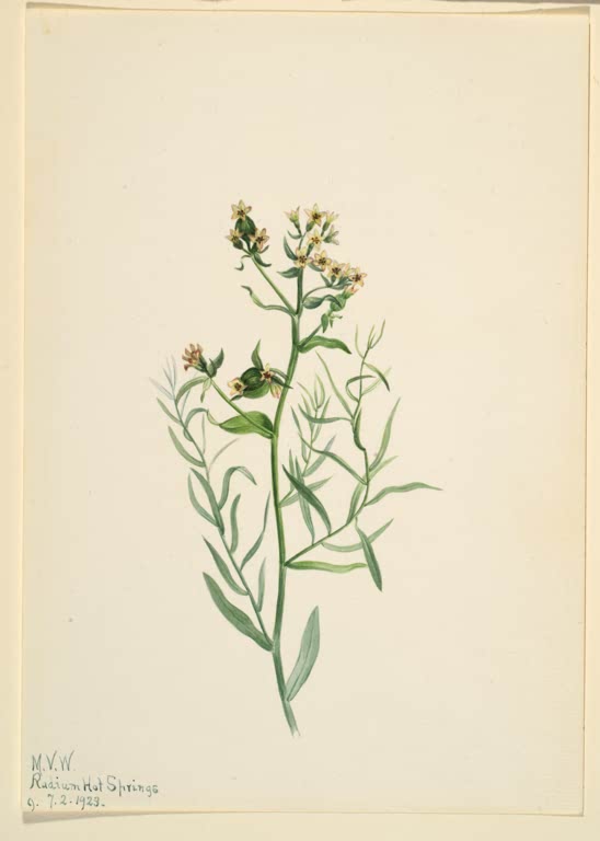 Mary Vaux Walcott Bastard-Leinkraut Kunstkopie, schlanker Stängel mit cremefarbenen Sternblüten und Früchten
