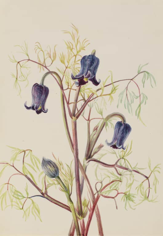 Mary Vaux Walcott Behaarte Lederblume Kunstkopie, blauviolette Blütenglocken im feinen Laub