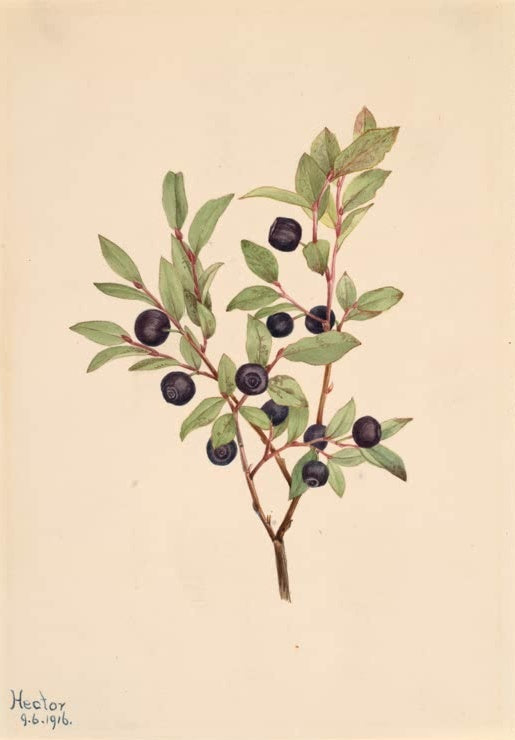 Mary Vaux Walcott Berg-Heidelbeere Kunstkopie, ein Zweig mit dunkelvioletten Beeren und grünen Blättern auf hellem Papier