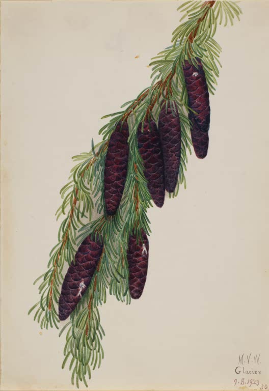 Mary Vaux Walcott Berg-Hemlocktanne Kunstkopie, ein hängender Nadelzweig mit länglichen purpurvioletten Zapfen