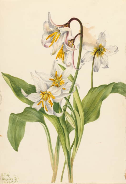 Mary Vaux Walcott Berg-Zahnlilie Kunstkopie, weiße Zahnlilien mit gelben Staubblättern und großen grünen Blättern