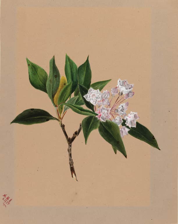 Mary Vaux Walcott Berglorbeer Kunstkopie, Zweig mit dunklen Blättern und weißrosa Blütendolde auf pfirsichfarbenem Papier