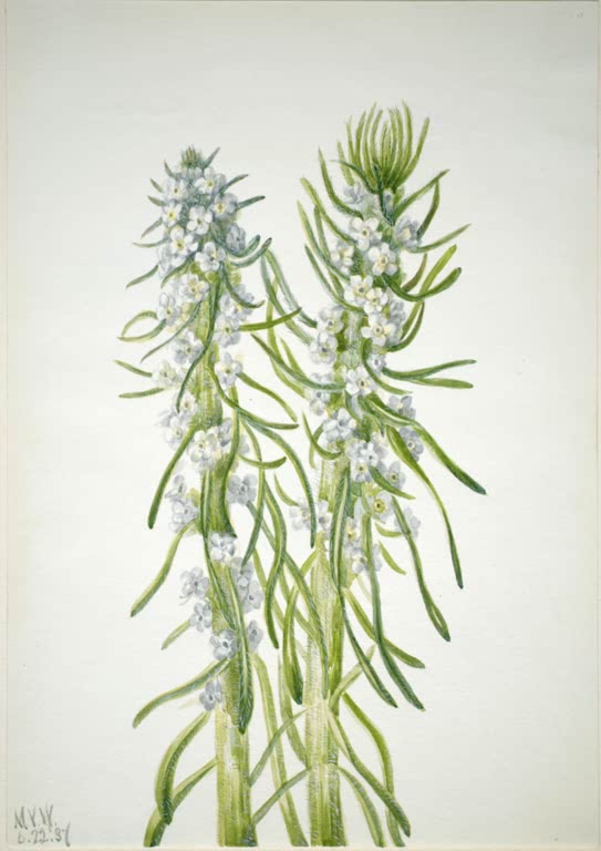 Mary Vaux Walcott Bergmannskerze Kunstkopie, zwei hohe, schlanke Triebe mit schmalen grünen Blättern