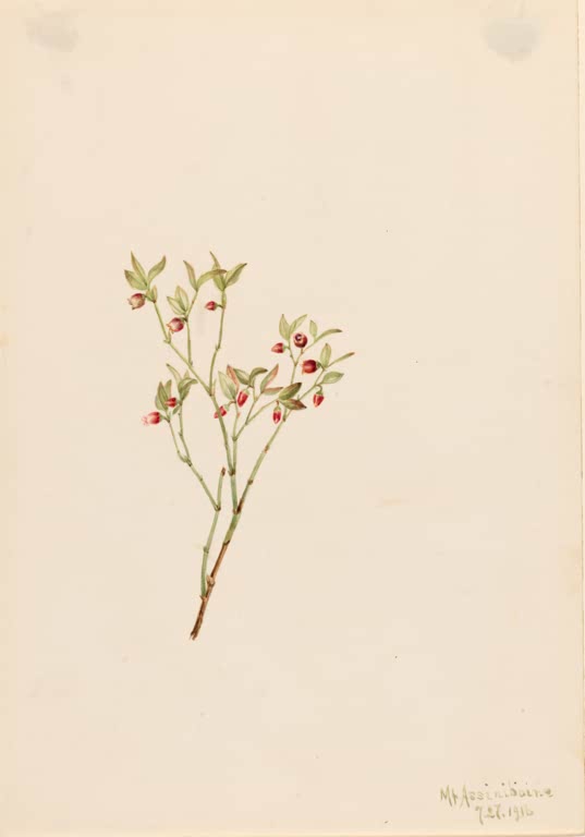 Mary Vaux Walcott Besen-Heidelbeere, 1916 Kunstkopie, zarter Zweig mit hellgrünen Blättern und winzigen roten Blüten