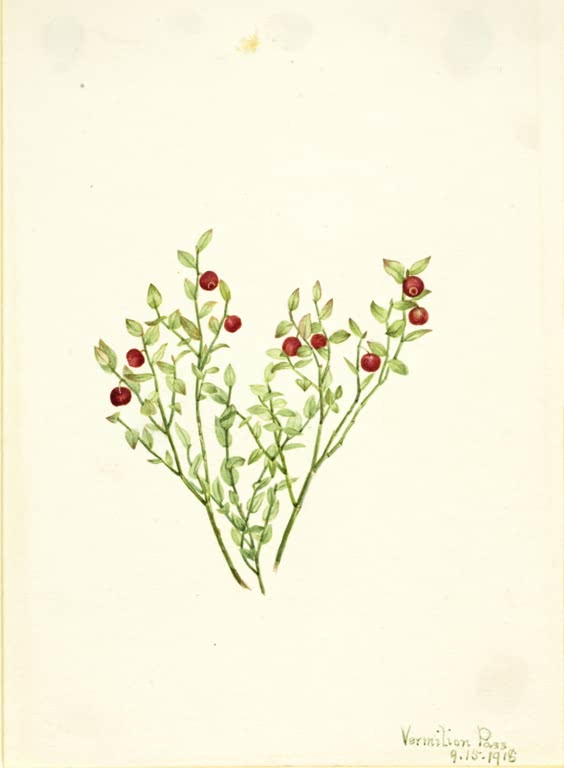 Mary Vaux Walcott Besen-Heidelbeere, 1918 Kunstkopie, zwei feine Zweige mit winzigen grünen Blättern und kleinen roten Beeren