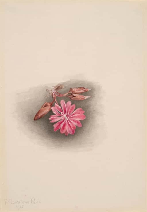 Mary Vaux Walcott Bitterwurz Kunstkopie, leuchtend rosa Blüte mit schmalen Blütenblättern
