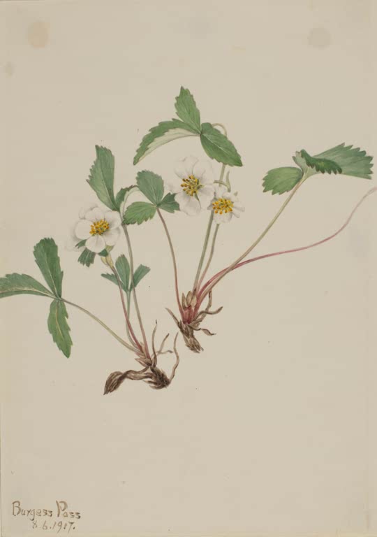Mary Vaux Walcott Blasse Erdbeere Kunstkopie, weiße Erdbeerblüten zwischen gezähnten Blättern