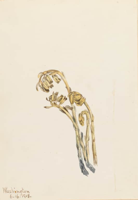 Mary Vaux Walcott Blasser Fichtenspargel Kunstkopie, blassgelbe Stängel mit nickenden Blüten auf cremefarbenem Papier