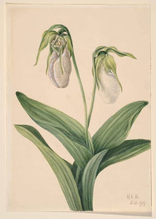 Mary Vaux Walcott Blasser Frauenschuh Kunstkopie, zwei nickende weiße Orchideenblüten über grünen Blättern