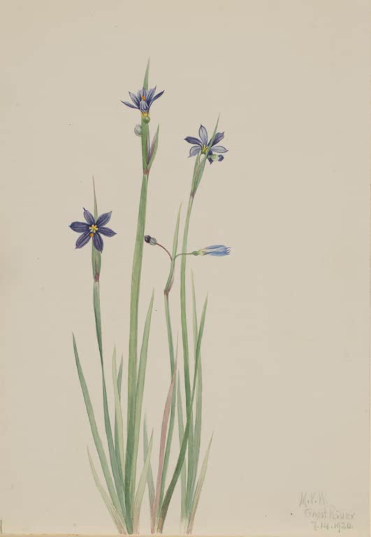 Mary Vaux Walcott Blauaugengras Kunstkopie, schlanke Halme mit kleinen blauvioletten Sternblüten und schmalen Blättern