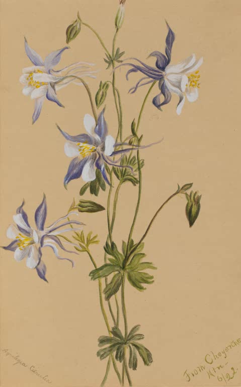 Mary Vaux Walcott Blaue Akelei Kunstkopie, blauviolette Akeleiblüten mit weißer Mitte auf sandfarbenem Papier