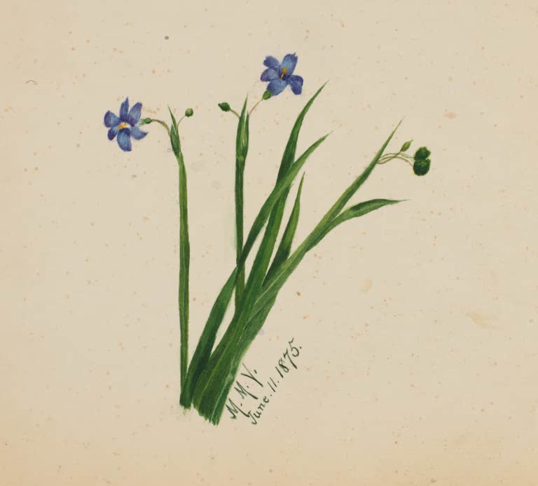 Mary Vaux Walcott Blaue Blüten, grasartige Blätter Kunstkopie, kleine blaue Blüten über Büscheln schmaler grasartiger Blätter