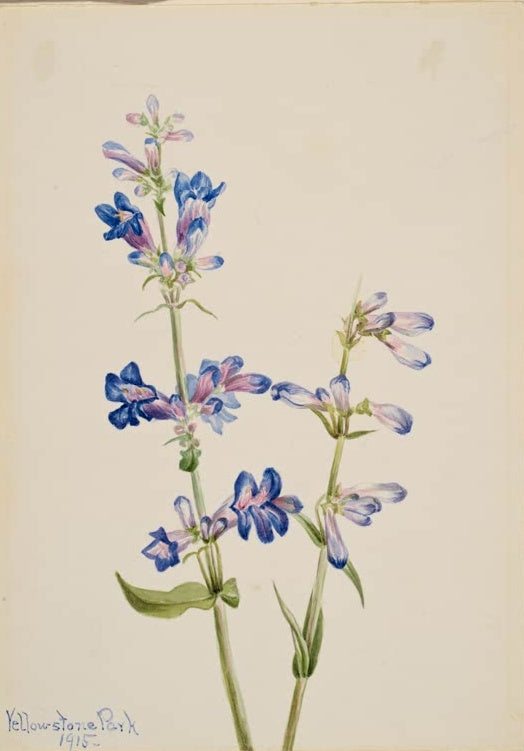 Mary Vaux Walcott Blauer Bartfaden Kunstkopie, blaue und violette Röhrenblüten in Büscheln