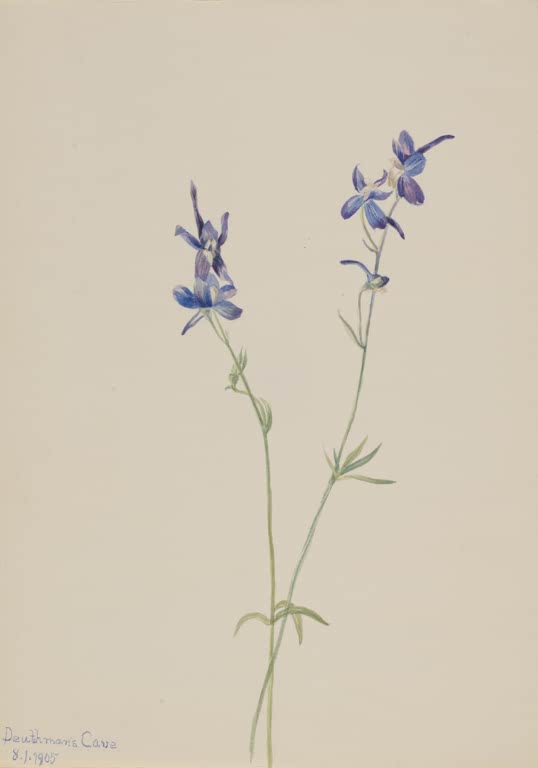 Mary Vaux Walcott Blauer Rittersporn Kunstkopie, zwei dünne Stängel mit blauvioletten Rittersporn-Blüten auf hellem Papier
