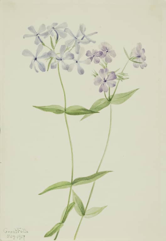Mary Vaux Walcott Blauer Waldphlox Kunstkopie, zwei Stängel mit Dolden aus hellvioletten Phlox-Blüten
