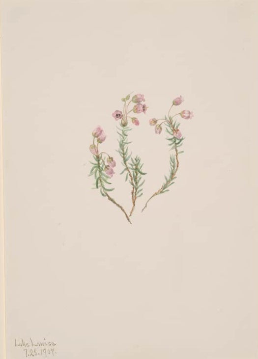 Mary Vaux Walcott Blauheide Kunstkopie, drei feine Heidezweige mit nadelartigen Blättern und kleinen rosa Glöckchenblüten