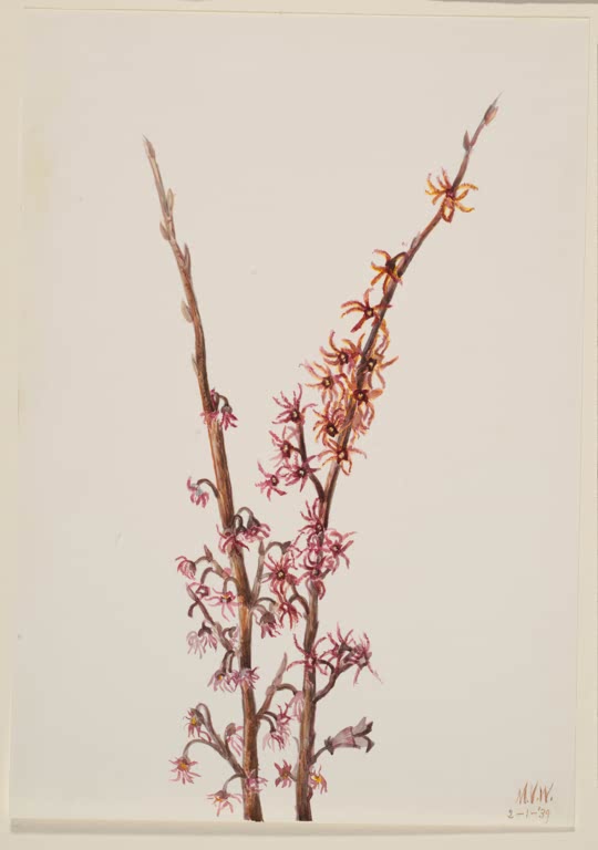 Mary Vaux Walcott Blühende Zweige mit Sternblüten Kunstkopie, kahle Zweige mit kleinen rosa bis orangen Sternblüten