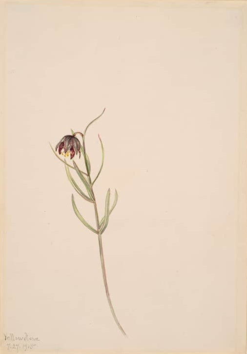 Mary Vaux Walcott Blütenstudie mit Hängeblüte Kunstkopie, braunrote Hängeblüte an langem dünnem Stängel