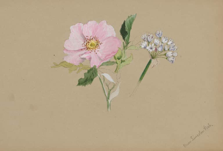 Mary Vaux Walcott Blütenstudie mit Rose Kunstkopie, rosa Rosenblüte neben weißlich-blauer Dolde