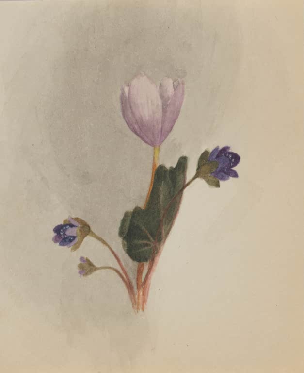 Mary Vaux Walcott Blütenstudie in Rosa und Violett Kunstkopie, zartrosa Blüte mit kleinen blauvioletten Blüten