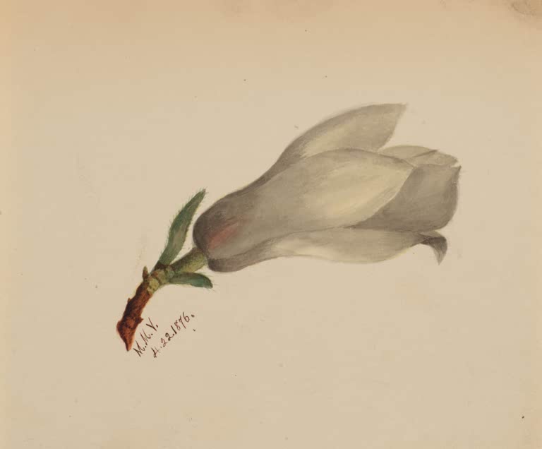 Mary Vaux Walcott Blütenstudie mit weißer Knospe Kunstkopie, große grauweiße Knospe an kurzem Zweig mit grünen Blättern
