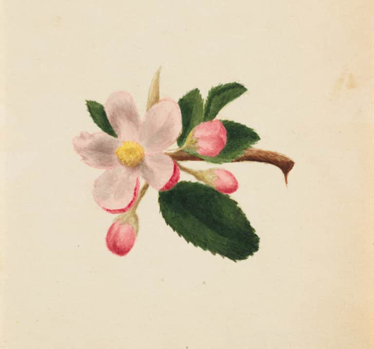 Mary Vaux Walcott Blütenstudie mit Zweig und Knospen Kunstkopie, blassrosa Blüte, rote Knospen und dunkle Blätter