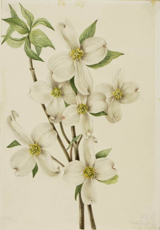 Mary Vaux Walcott Blumen-Hartriegel Kunstkopie, weiße Blüten mit gelbgrünen Mitten am Zweig