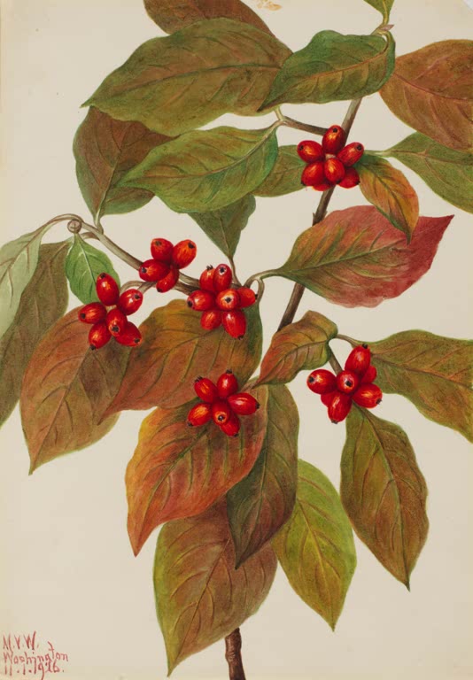 Mary Vaux Walcott Blumen-Hartriegel Kunstkopie, Zweig mit roten Früchten und herbstlich gefärbten Blättern