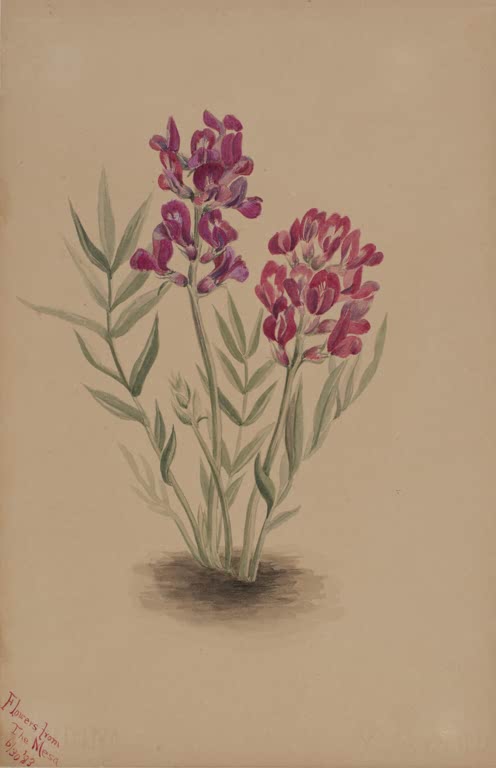 Mary Vaux Walcott Blumen von der Mesa Kunstkopie, purpurrote Blütentrauben über feinen Fiederblättern mit Erdfleck