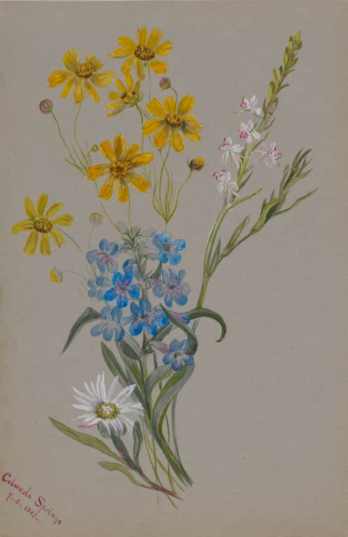 Mary Vaux Walcott Blumengruppe in Gelb, Blau und Weiß Kunstkopie, Wildblumenstrauß auf graublauem Papier