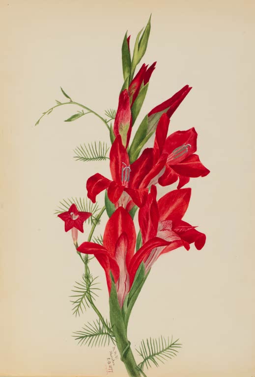 Mary Vaux Walcott Blumenrohr und Sternwinde Kunstkopie, rote Blüten mit gefiederten Ranken auf hellem Papier