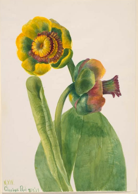 Mary Vaux Walcott Blumenstudie gelbe Blüte und Knospe Kunstkopie, gelbgrüne Blüte, kupferne Knospe, große Blätter