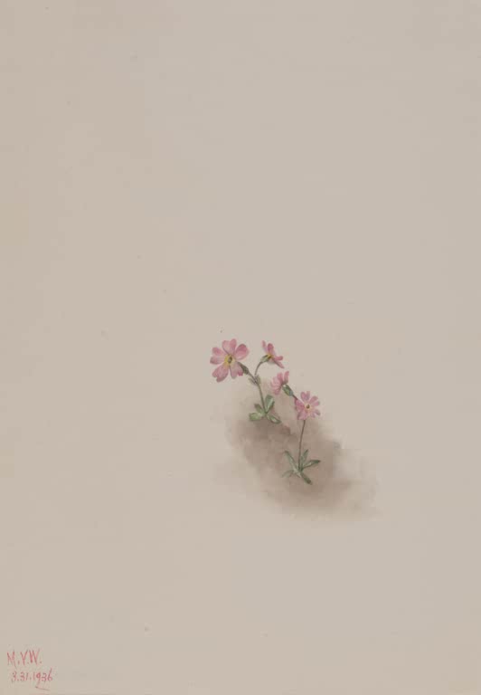 Mary Vaux Walcott Blumenstudie kleine rosa Blüten Kunstkopie, fünf Blüten auf dünnen Stängeln über braunem Erdfleck
