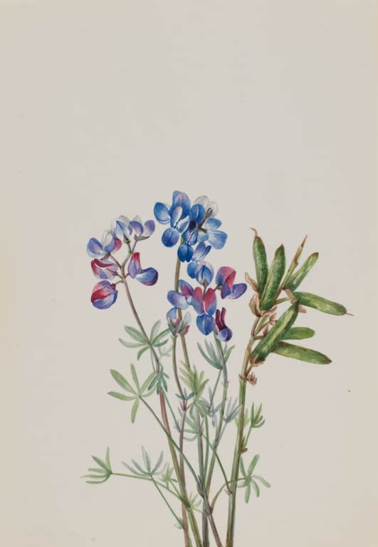 Mary Vaux Walcott Blumenstudie mit Schmetterlingsblüten Kunstkopie, blauviolette Schmetterlingsblüten und grüne Fruchthülsen