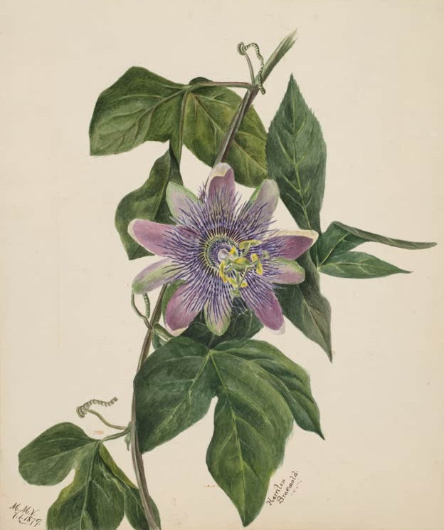 Mary Vaux Walcott Passionsblume Kunstkopie, violette Passionsblume mit Ranke und dunkelgrünen Blättern