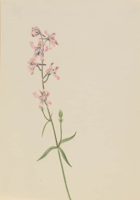 Mary Vaux Walcott Blumenstudie mit rosa Blüten Kunstkopie, zarte rosa Blüten an schlankem Stängel