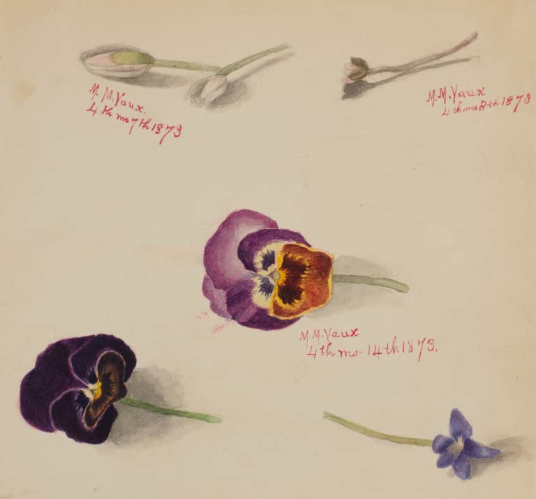 Mary Vaux Walcott Blumenstudie mit Stiefmütterchen Kunstkopie, Studienblatt mit violetten Stiefmütterchen und blauem Veilchen