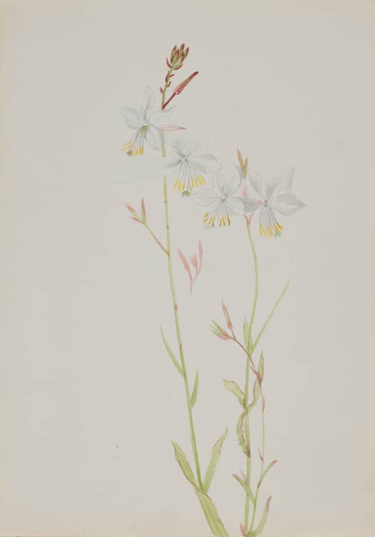 Mary Vaux Walcott Weiße Blüten, gelbe Staubgefäße Kunstkopie, weiße Blüten mit gelben Staubgefäßen an hohen schlanken Stielen