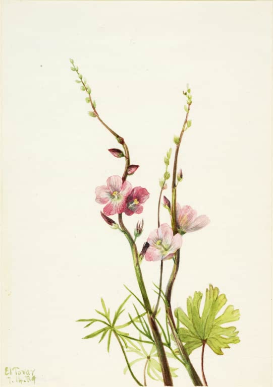 Mary Vaux Walcott Blumenstudie rosa Blüten und Fiederblätter Kunstkopie, rosa Blüten an schlanken rötlichen Stängeln