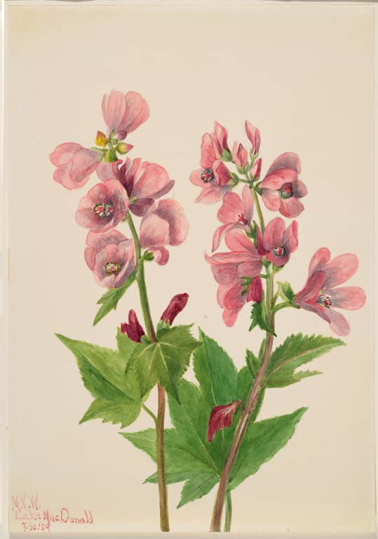 Mary Vaux Walcott Blumenstudie rosa Blüten mit gezackten Blättern Kunstkopie, Dolden rosa Blüten über frischgrünem Laub