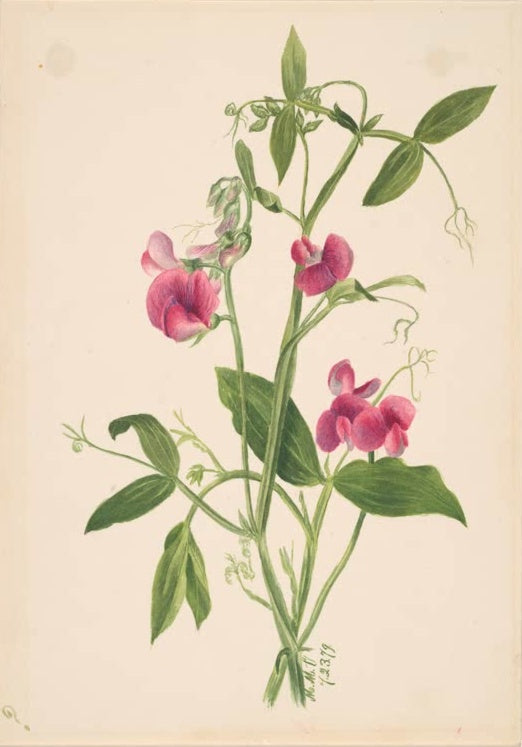 Mary Vaux Walcott Blumenstudie rosa Schmetterlingsblüten Kunstkopie, rosa Blütenstängel, große grüne Blätter
