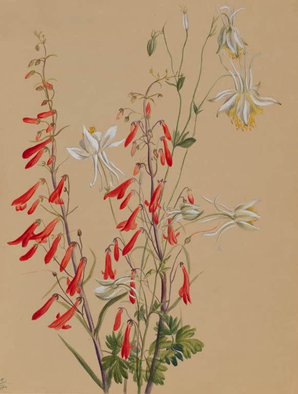 Mary Vaux Walcott Blumenstudie rote und weiße Blüten Kunstkopie, rote Röhrenblüten und weiße Blüten