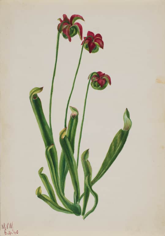 Mary Vaux Walcott Blumenstudie Schlauchpflanze Kunstkopie, drei dunkelrote nickende Blüten