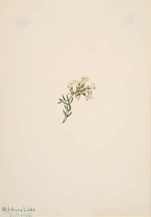 Mary Vaux Walcott Blumenstudie weißer Blütenzweig Kunstkopie, kleiner Zweig mit cremeweißen Blüten und schmalen Blättern