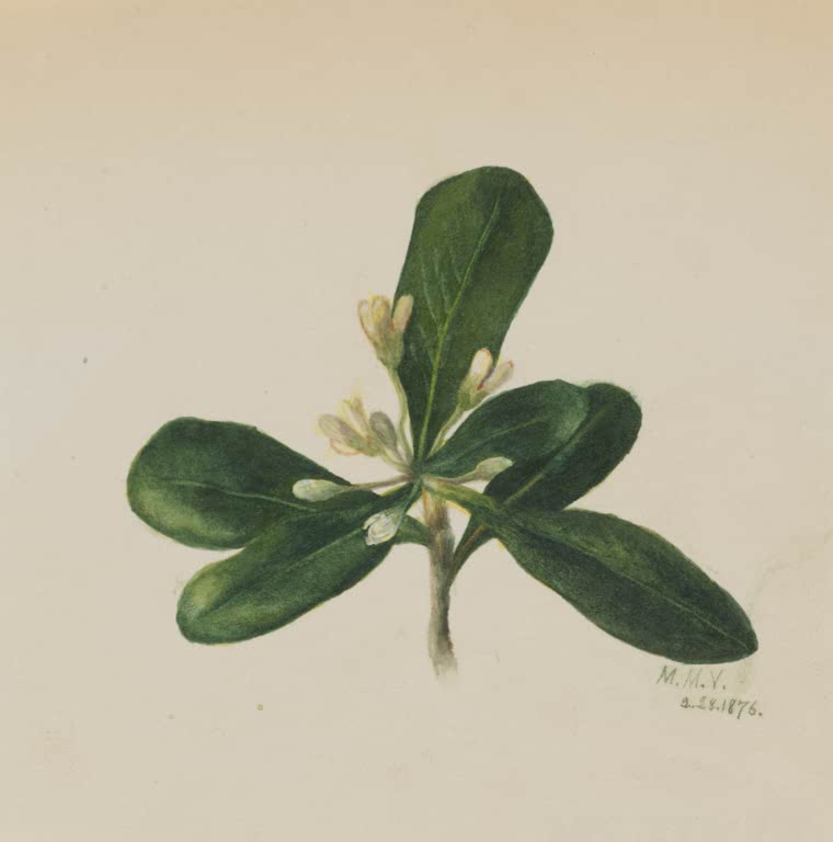 Mary Vaux Walcott Blumenstudie Zweig mit Knospen Kunstkopie, vier glänzende dunkelgrüne Blätter und helle Knospen