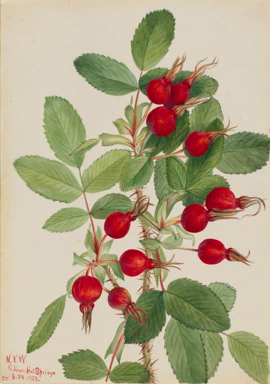 Mary Vaux Walcott Bourgeau-Rose Kunstkopie, ein Rosenzweig mit leuchtend roten Hagebutten und gezähnten grünen Blättern