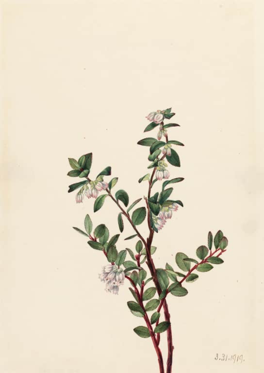Mary Vaux Walcott Buchsblättrige Harzbeere Kunstkopie, Zweig mit rosa Glöckchenblüten auf hellem Papier