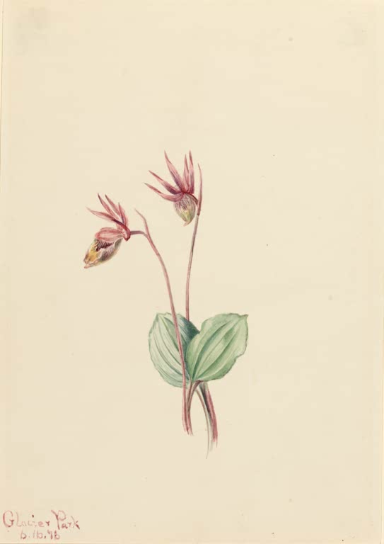Mary Vaux Walcott Calypso-Orchidee Kunstkopie, zwei rosa Orchideenblüten über grünen Blättern